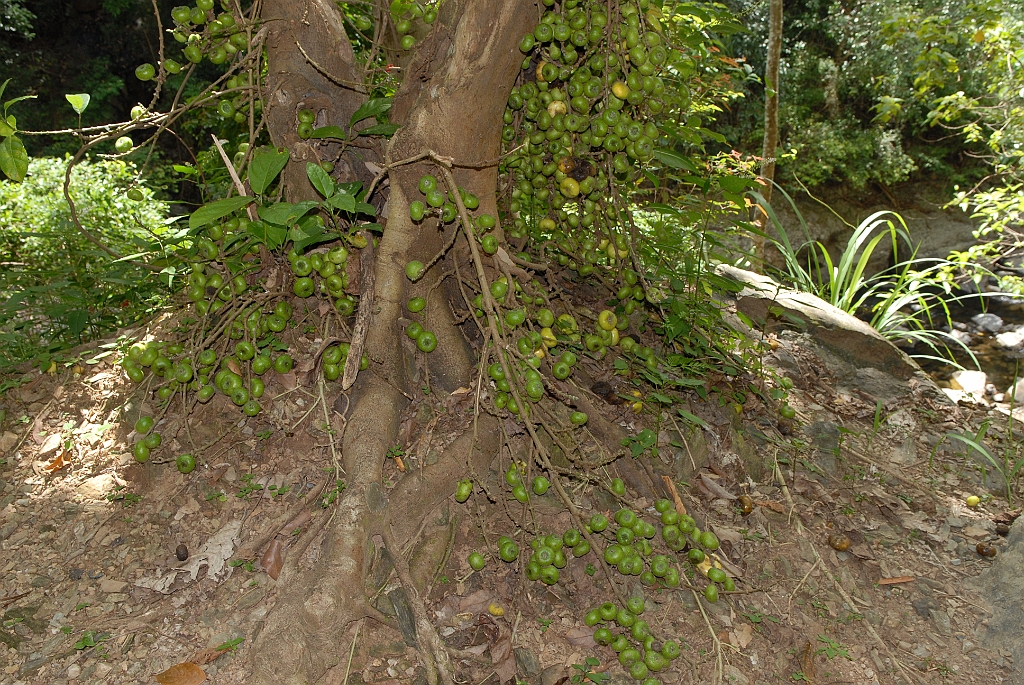 0836 Crystal Cascades.jpg